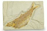 Bargain, Fossil Fish (Knightia) - Wyoming #369420-1